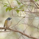 ■奈良で野鳥探し お山 ～ ルリビタキ ～