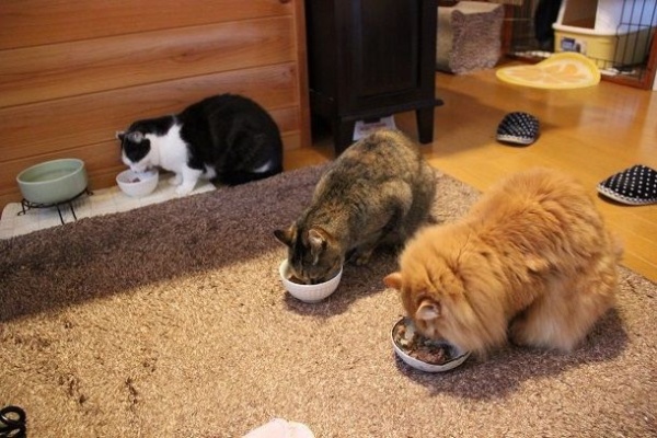 ちょっとアレですけど セミリタイアしました