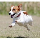 土井　ホッピーくん　1歳　南あわじドッグラン飛行犬撮影所にて