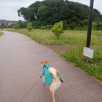 柴わんこと暮らす日々