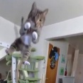 キャットタワーの上から手足を広げた猫がカメラめがけて飛んでくる「猫じゃなくてミサイル」【海外の反応】