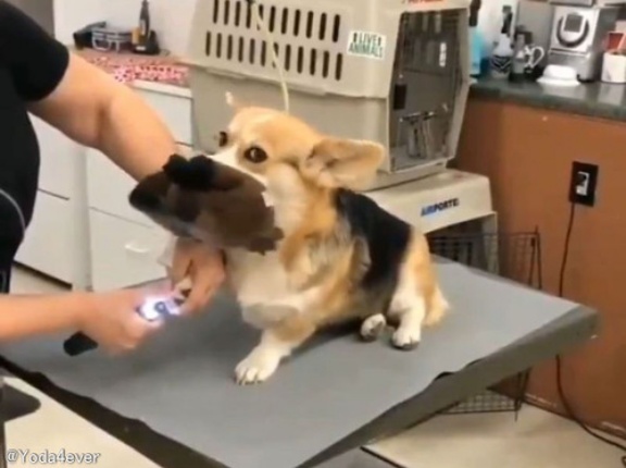獣医が苦手な犬…常にぬいぐるみを口にくわえて乗り切る
