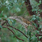 UYANのフィールドノート