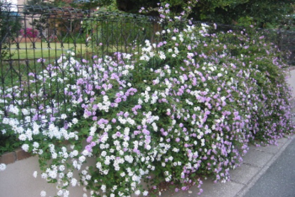 コバノランタナ まめちゃんブログ