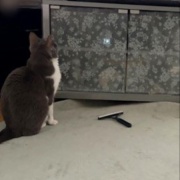 テレビが好きな猫と薬を飲まされるのが嫌いな猫
