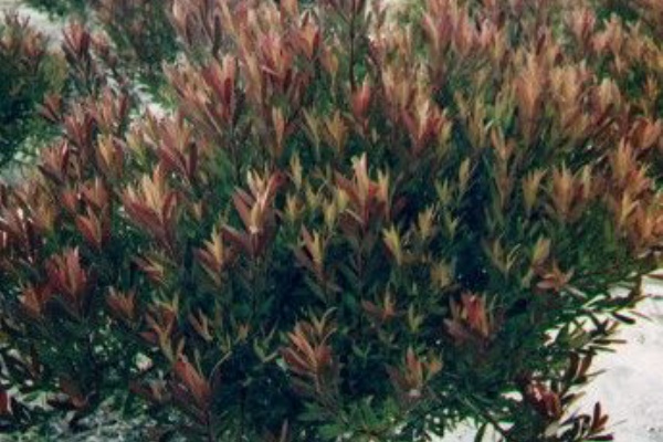 雑草の都合 オーストラリア