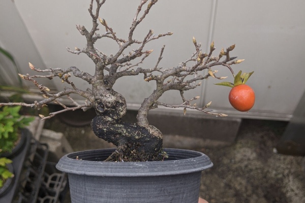 続・盆栽擬き日記 - 老爺柿(ロウヤガキ)