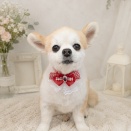 トリミング🐶✂️