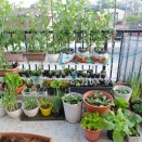 育苗棚の様子！柚子に花蕾がついた！スナップエンドウ収穫中！「ミツバ」「パセリ」「カボチャ」の種蒔き！