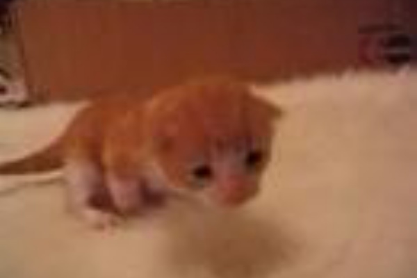 おもしろ動画フラッシュ 豆猫のyoutubeナビ おもしろ動画