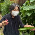きゅうり・トマト収穫🍅🥒