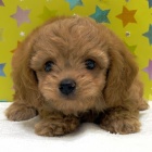 『新しいわんちゃんの紹介です🐶』の画像