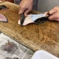 珍しい魚
