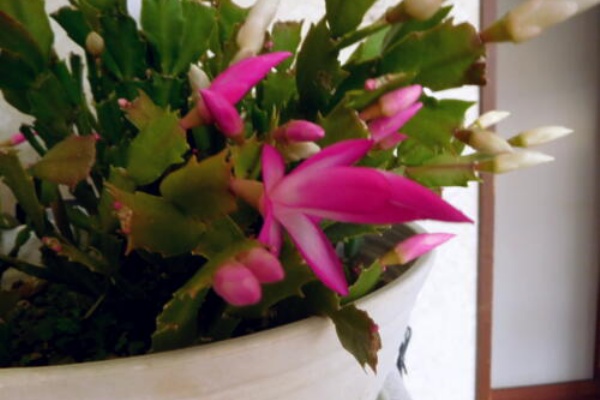 シャコバサボテンの41日物語 ｵｵｰw ﾟoﾟ W 私ってガン