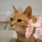 湘南凸凹柴WAN日記