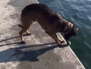 独り遊びを覚えた犬「岸壁からボールが落ちるギリギリでキャッチする！」