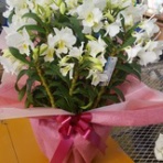 蘭の生産者の栽培日記in鈴鹿