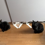 運動不足の猫たちが運動する機会を見守りたい