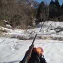 イノシシを狙って巻き狩り