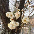 早咲きの白梅が満開でした