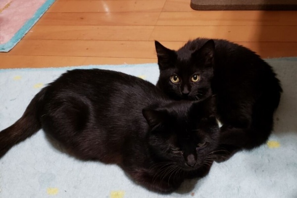 保護っ子達の近況報告ブログ 黒猫親子