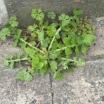 通勤ウォーカー