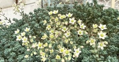 ＊パープルヘイズの花