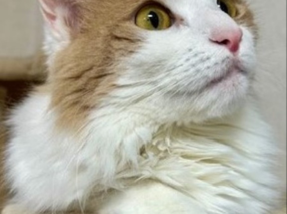 人間には見えないが猫には見えるものがある！？