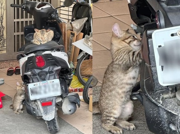 外国人「猫ですら働いてることが分かる画像を集めてみたｗｗｗ」