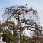 「藍川京」の部屋