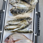 神島観光汽船　釣果(運航)情報