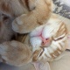 猫との出会い書いてけ