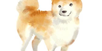 【愚痴】寝ようとしたら、裏の家の柴犬が夜中ずっと吠えて、結局朝の6時まで眠れなかった