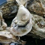 生食用の牡蠣ってどうなんや？