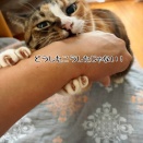 恐るべし猫さまの体内時計。
