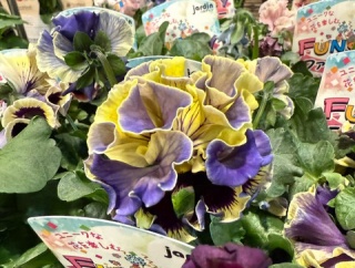 ＊おや？ホムセンにドラキュラが？！