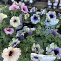 キングフィッシャーデージーと入荷の花たち