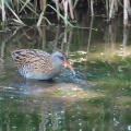 ヒクイナ＆クイナの蔵出し画像🦜（多々良沼公園）