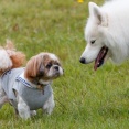 公園まるごと犬フェスに！『新潟県立鳥屋野潟公園』鐘木地区で『ガタとイヌ。TOYANOGATA DOGFES』開催！6月7日。
