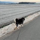 雪が降ったように白い