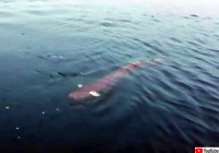 世界各地に伝わる人魚伝説と真実 カラパイア