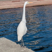 2025年11月27日(木)早川漁港釣り