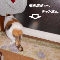 猫に小判を与えたら。 埋蔵金：千八百八拾六両　なんで結局ぅそぉ～よぉ・・・。