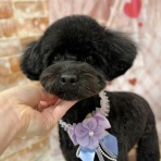 ペットショップワンラブ ゆめタウン光の森店のスタッフブログ