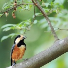 『投稿：冬に備えるヤマガラ5態　2025/10/26』の画像