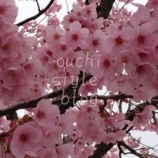 『桜満開～５月のインテリア』の画像