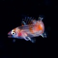 4月10日　刺激的な水中生物