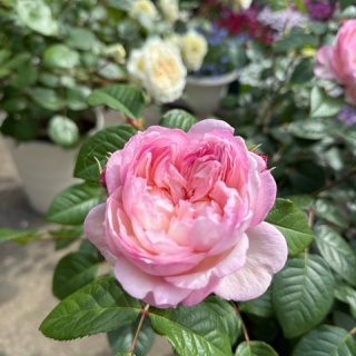 のばらのガーデニングブログ　Hana and Rose Garden+