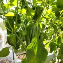 �դ˱���Ƥ����奦��⤤�Ĥδ֤ˤ��礭���ʤäƤ��Υ������ˤʤäƤޤ���(^^;