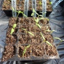 ナス科野菜の苗やっぱり移植